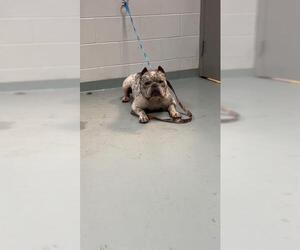 American Pit Bull Terrier-Unknown Mix Dogs for adoption in St. Cloud, FL, USA