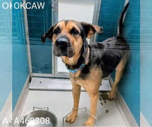 Mutt Dogs for adoption in Oklahoma City, OK, USA