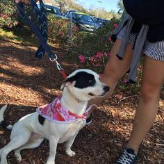 Bully Basset Dogs for adoption in Melrose, FL, USA