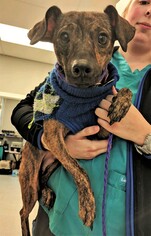 Medium Photo #1 Italian Greyhound-Unknown Mix Puppy For Sale in Arlington, VA, USA
