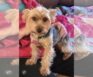 Mutt Dogs for adoption in Allentown,, PA, USA