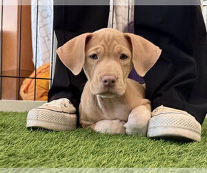 Mutt Dogs for adoption in Sanford, FL, USA