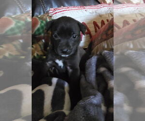 American Pit Bull Terrier-Labrador Retriever Mix Dogs for adoption in Ball Ground, GA, USA