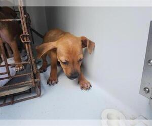 Staffordshire Bull Terrier-Unknown Mix Dogs for adoption in Houston, TX, USA