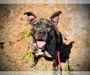 Plott Hound-Staffordshire Bull Terrier Mix Dogs for adoption in Orlando, FL, USA