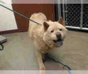 Chow Chow Dogs for adoption in Chandler, AZ, USA