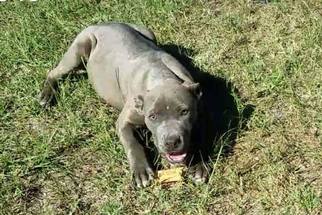 American Pit Bull Terrier-Unknown Mix Dogs for adoption in Millville, NJ, USA