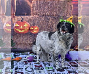 Australian Shepherd-Unknown Mix Dogs for adoption in Lake Elsinore, CA, USA