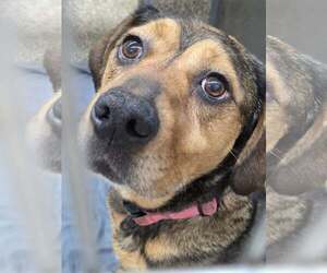 Mutt Dogs for adoption in Martinsburg, WV, USA
