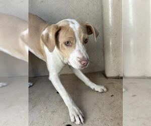 Mutt Dogs for adoption in Oklahoma City, OK, USA