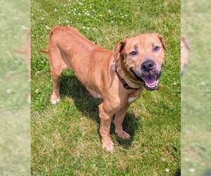 Chinese Shar-Pei-Labrador Retriever Mix Dogs for adoption in Akron, OH, USA
