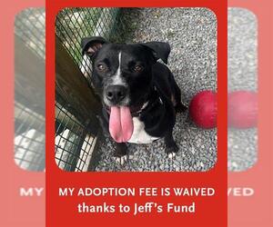 Labrador Retriever-Unknown Mix Dogs for adoption in Boston, MA, USA