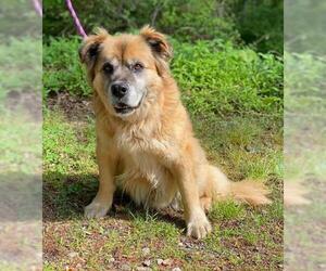 Chow Chow Dogs for adoption in Clarkesville, GA, USA