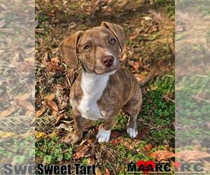 Mutt Dogs for adoption in Maryville, TN, USA