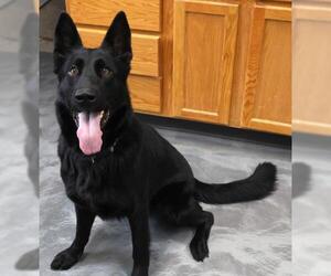 Mutt Dogs for adoption in Thief River Falls, MN, USA