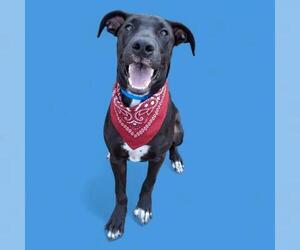 Great Dane Dogs for adoption in Bakersfield, CA, USA