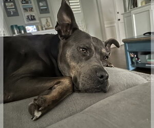 American Pit Bull Terrier-Unknown Mix Dogs for adoption in Oakhurst, NJ, USA
