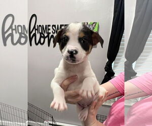Beagle-Unknown Mix Dogs for adoption in Columbus, IN, USA