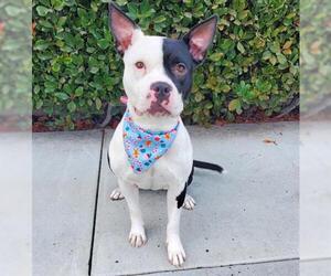 Bullboxer Pit Dogs for adoption in Santa Clara, CA, USA