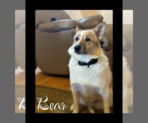 Huskies -Pomeranian Mix Dogs for adoption in Nazareth, PA, USA