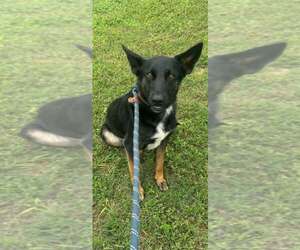 German Shepherd Dog Dogs for adoption in Abbeville, LA, USA