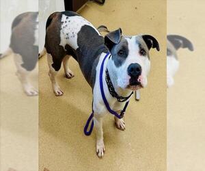 American Pit Bull Terrier Dogs for adoption in Derwood, MD, USA