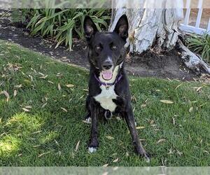 German Shepherd Dog Dogs for adoption in San Clemente, CA, USA