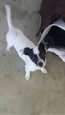 Jack Russell Terrier Dogs for adoption in Fresno, CA, USA
