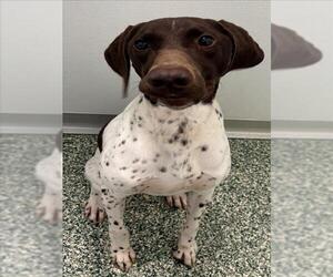 German Shorthaired Pointer-Unknown Mix Dogs for adoption in Salisbury, NC, USA