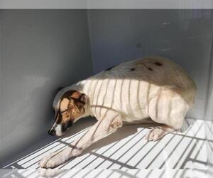 Parson Russell Terrier-Unknown Mix Dogs for adoption in Houston, TX, USA