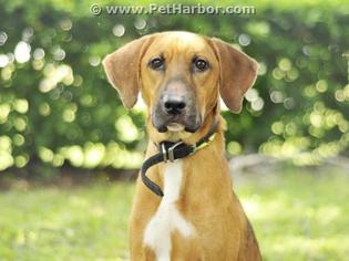 Medium Photo #1 Black and Tan Coonhound Puppy For Sale in Tavares, FL, USA