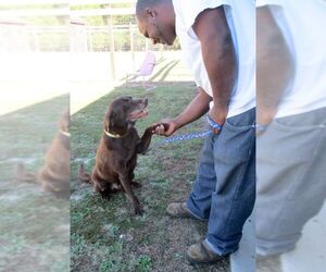 Labrador Retriever Dogs for adoption in Camden, SC, USA