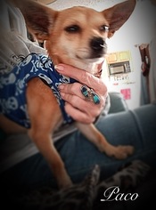 Chiweenie Dogs for adoption in Fort Myers, FL, USA