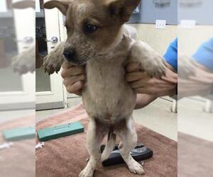 Mutt Dogs for adoption in Riverside, CA, USA