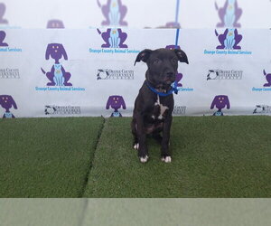 Labrador Retriever-Unknown Mix Dogs for adoption in Orlando, FL, USA