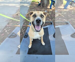 Black Mouth Cur-Mastiff Mix Dogs for adoption in Inglewood, CA, USA