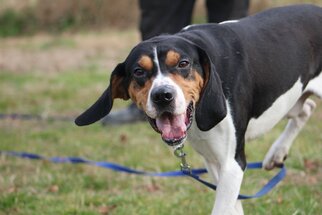 Mutt Dogs for adoption in Chestertown, MD, USA