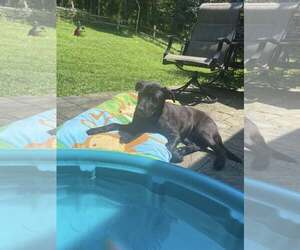 Labrador Retriever-Unknown Mix Dogs for adoption in Uwchlan, PA, USA
