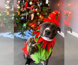 American Staffordshire Terrier-Boxer Mix Dogs for adoption in Kansas City, MO, USA