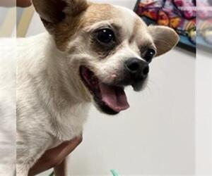 Chihuahua Dogs for adoption in Fort Lauderdale, FL, USA