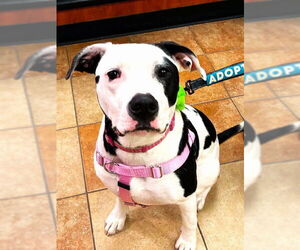 American Pit Bull Terrier-Unknown Mix Dogs for adoption in Plainfield, IL, USA