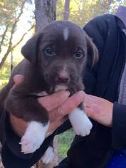 Borador Dogs for adoption in Redding, CA, USA