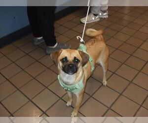 Pug-Unknown Mix Dogs for adoption in Burbank, CA, USA