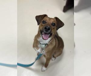 Beagle-Unknown Mix Dogs for adoption in Center Township, PA, USA