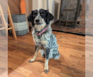 Australian Terrier-Unknown Mix Dogs for adoption in Vail, AZ, USA
