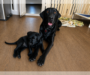 Labrador Retriever Dogs for adoption in Clovis, CA, USA