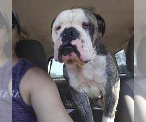 Bulldog Dogs for adoption in Von Ormy, TX, USA