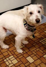 Bichon Frise-Unknown Mix Dogs for adoption in Suffolk, VA, USA