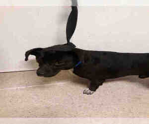 Chiweenie Dogs for adoption in Bakersfield, CA, USA