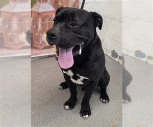 Mutt Dogs for adoption in San Bernardino, CA, USA